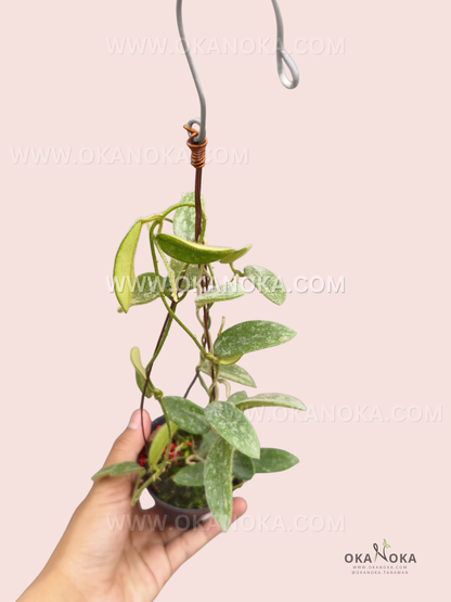 Hoya thompsonii ‘Splash’ is a trailing Hoya with elongated, slightly fuzzy green leaves covered in distinctive silvery-white speckling and splash-like markings. The plant is shown growing from a small pot with long, slender vines and a hanging support.