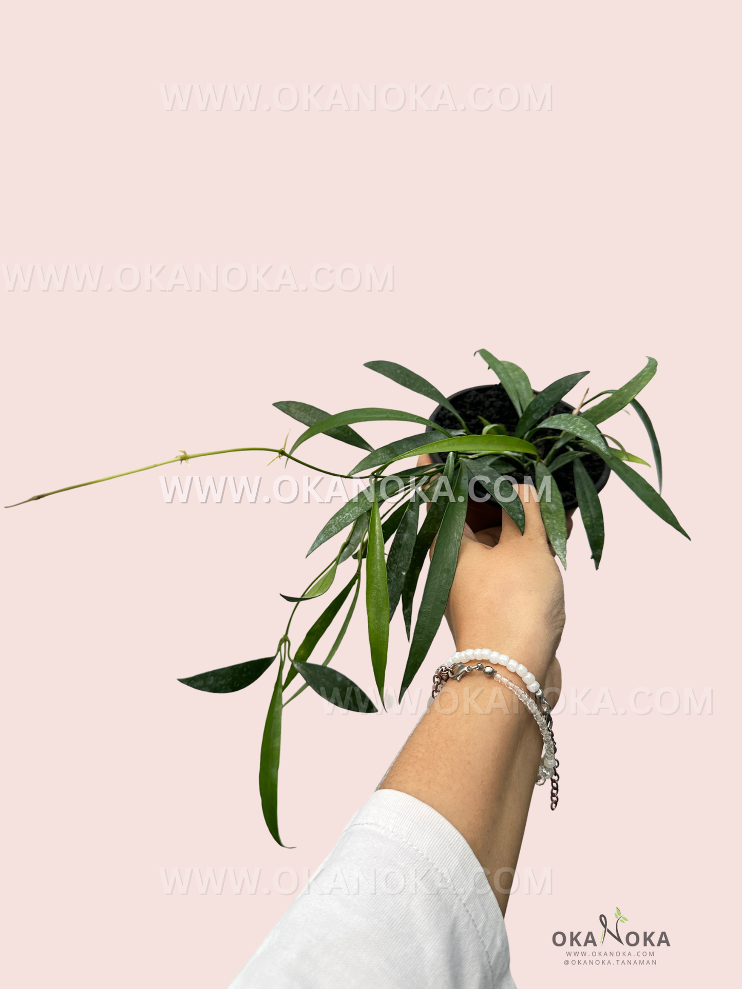 Close-up of Hoya Tsangii trailing vine with elongated green leaves, held in hand.
