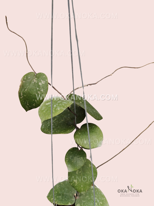 Hoya Verticillata × Imbricata live plant with thick glossy emerald-green hybrid foliage.