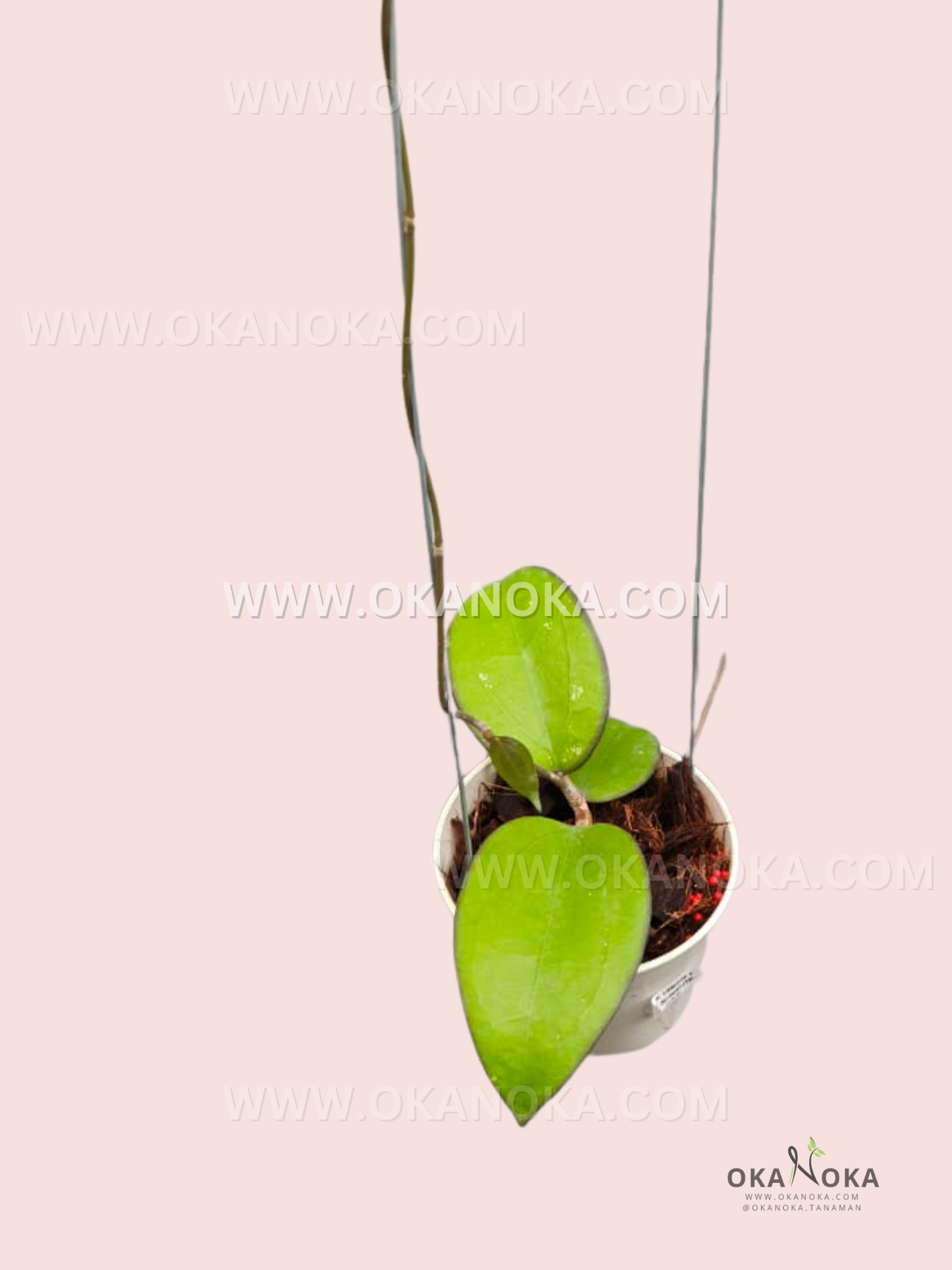 Healthy Hoya Vittelina x aff. Forbesii live plant with glossy green leaves in a hanging planter, showing climbing stems.
