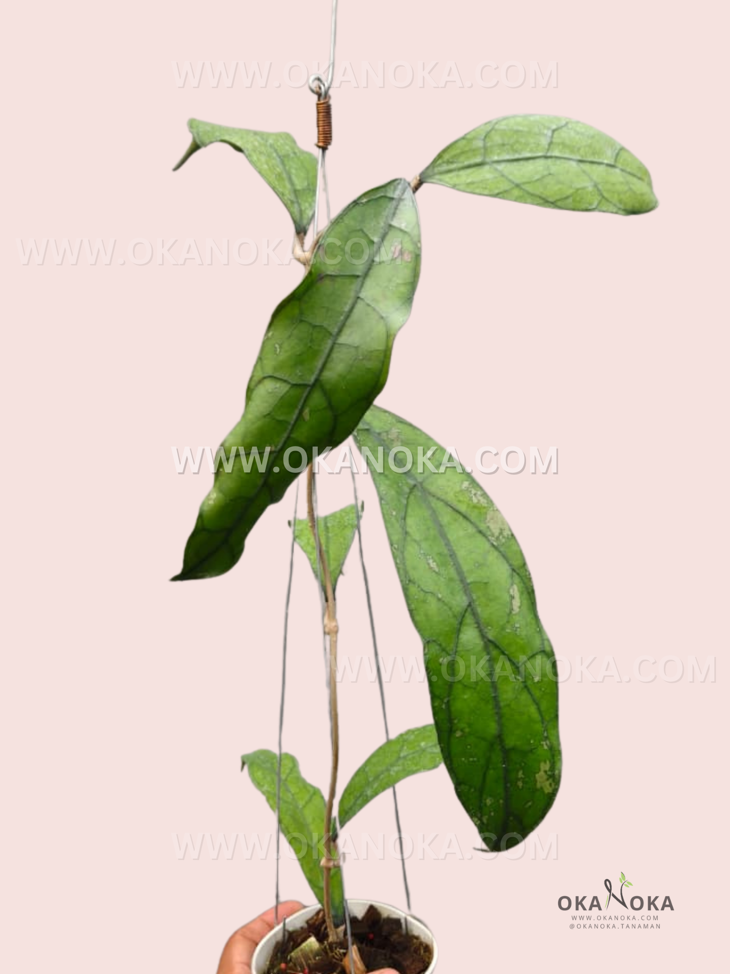 Close-up of Hoya aff. Clemensiorum Borneo trailing leaves in a hanging white pot.