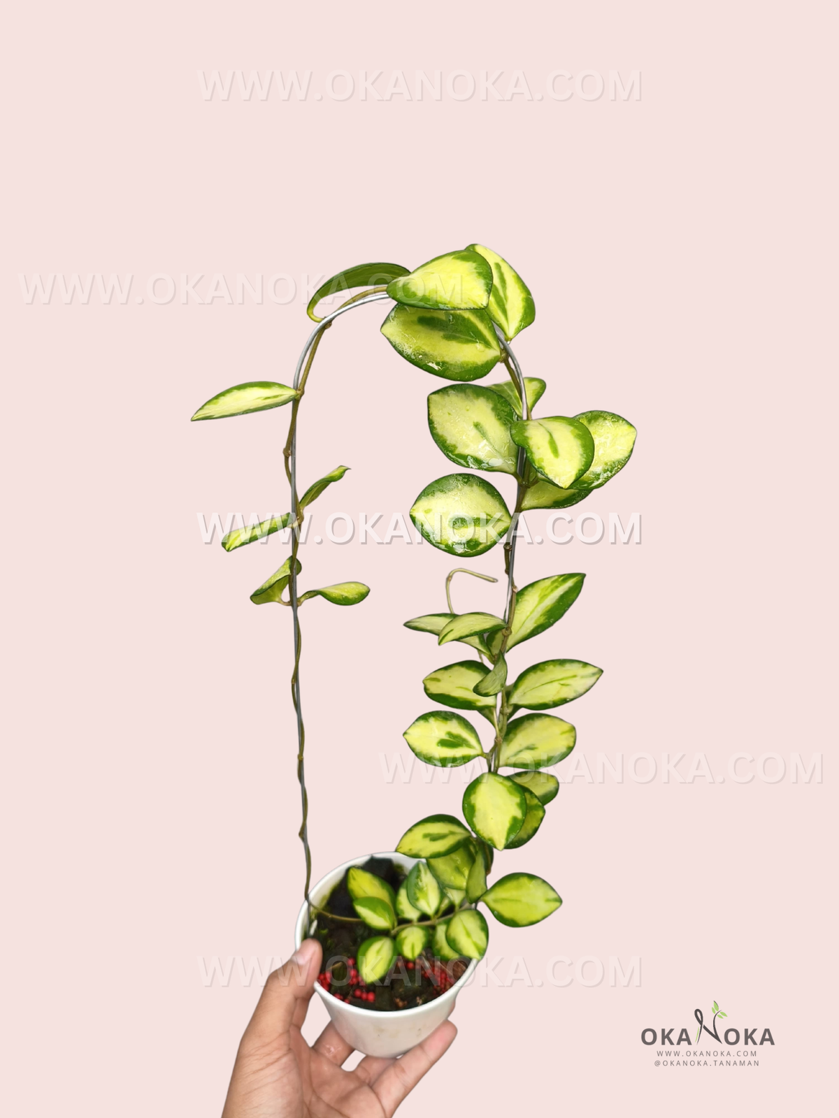Hoya aff. Incurvula Lime Whisper Big Size with lime-green and yellow inner variegation, dark green leaf margins, and long trailing vines in a pot.
