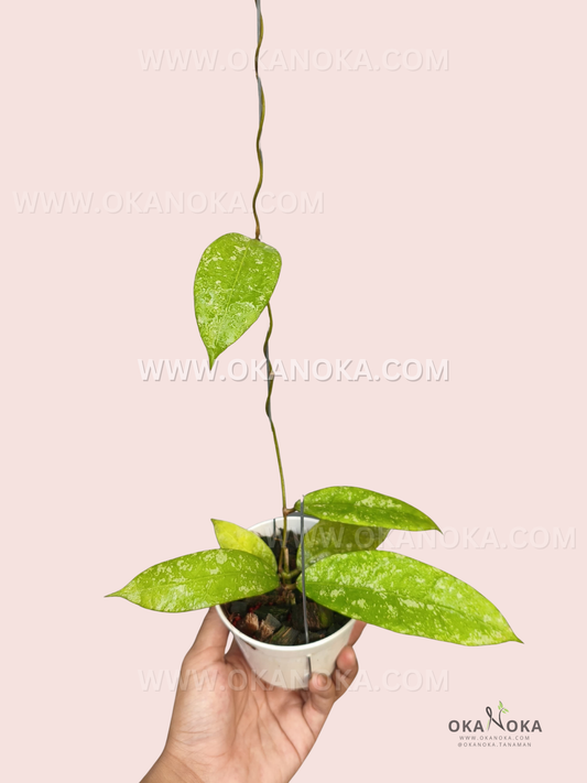 Hoya aff. Lambii Splash LL-413 live plant with elongated green leaves covered in pale splash markings, trailing vine, and white hanging pot.
