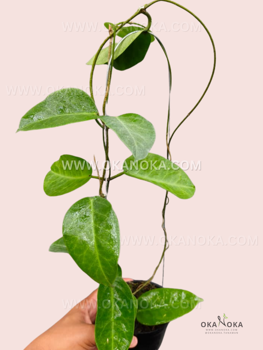Close-up of Hoya aff. Megalaster VN-588 with glossy oval green leaves trailing from a small white pot, showing healthy growth and vibrant foliage.