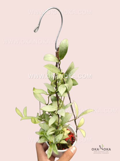 A potted Hoya aff. Puber ‘Silver’ with elongated, speckled light-green leaves and trailing vines, supported by a small metal hook.