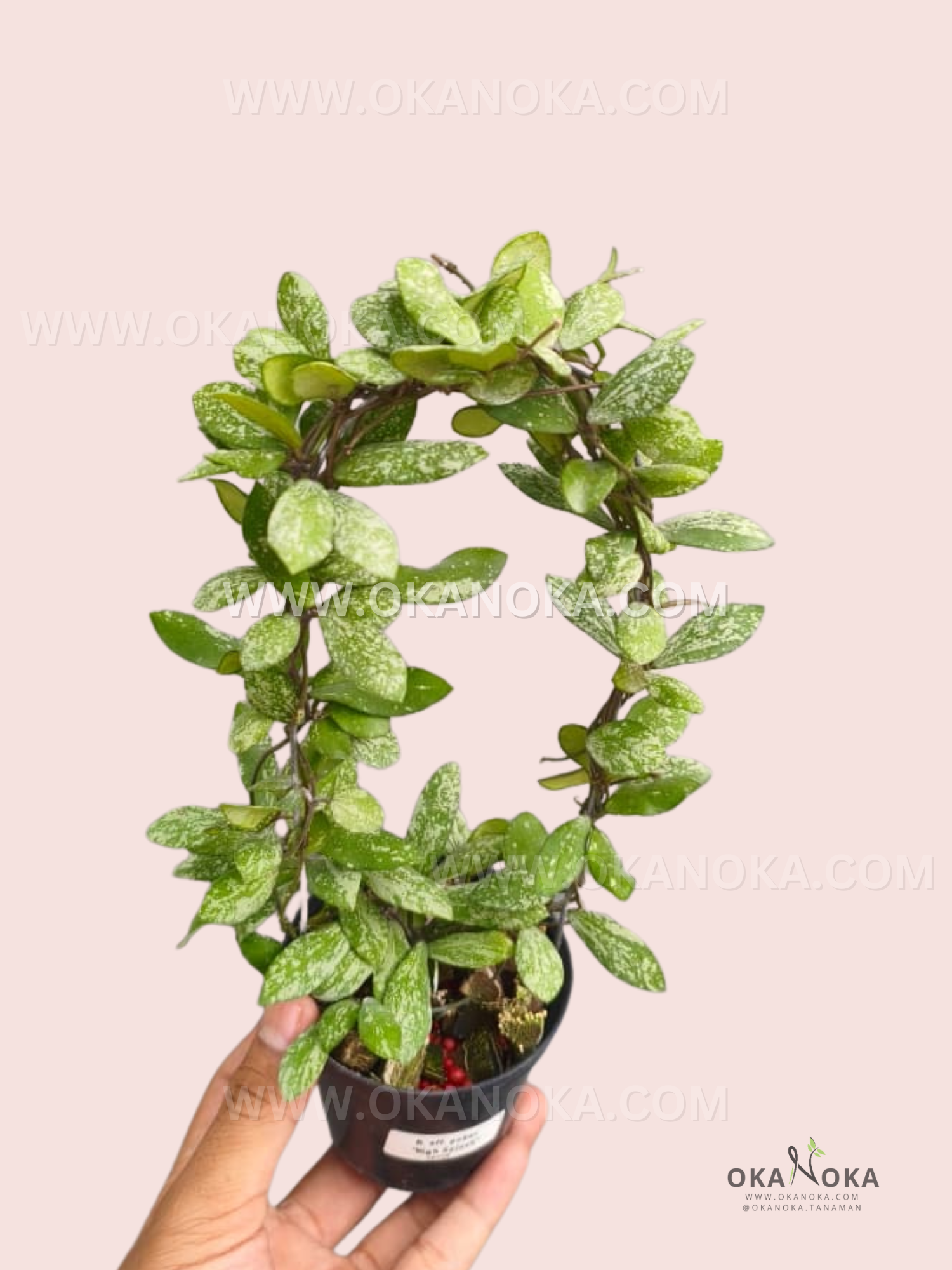 A Hoya aff. puber ‘High Splash’ with trailing vines and numerous small, elongated green leaves heavily speckled and splashed with silvery-white variegation, growing in a small black pot.