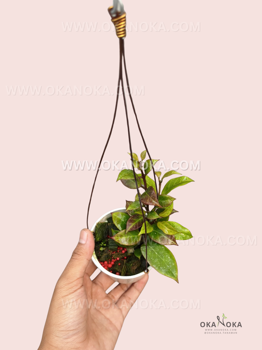 Hoya cv. Sunrise Dwarf small live plant with glossy green, yellow, bronze, and reddish foliage growing in a white hanging pot.