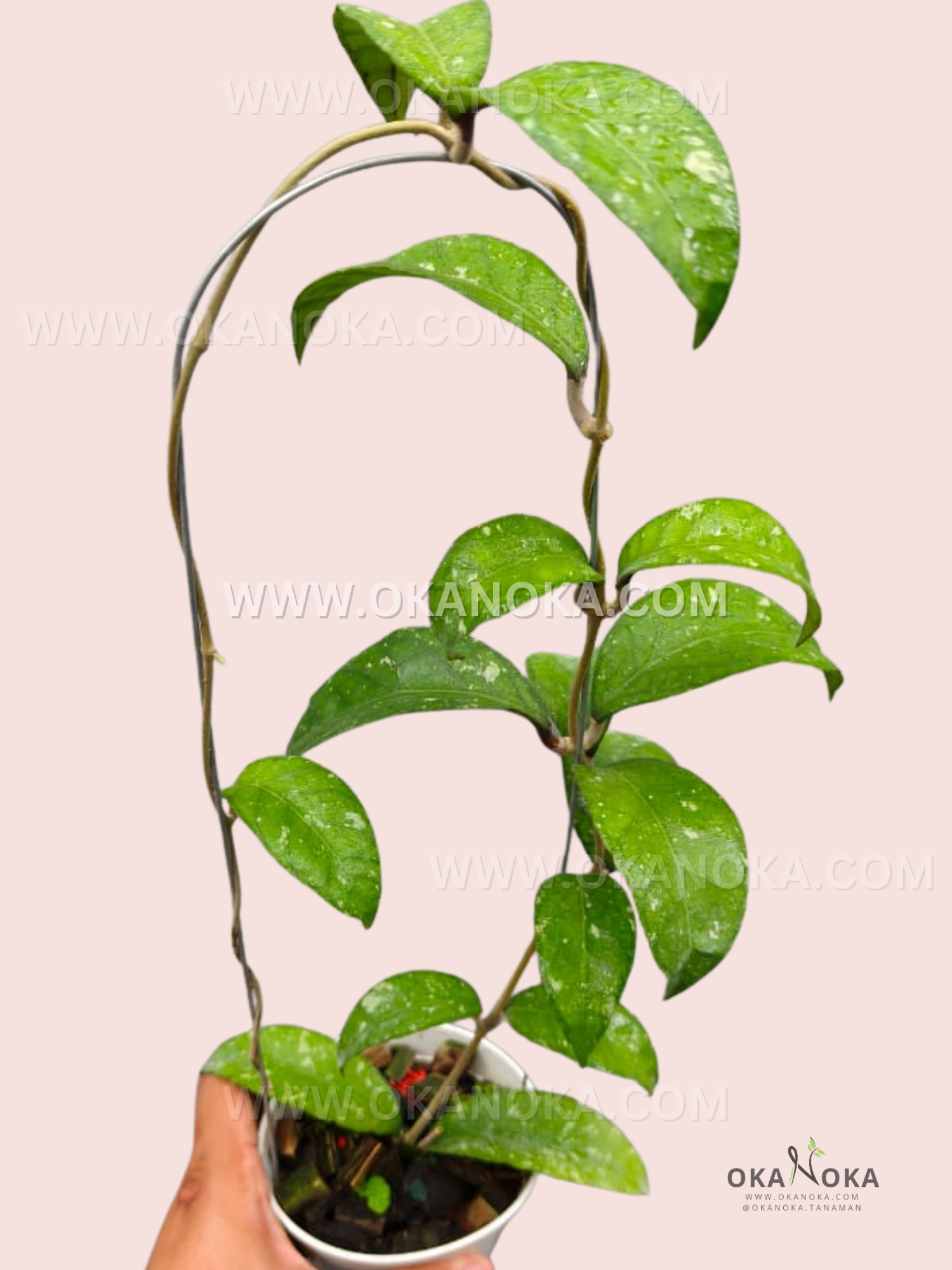 Hoya sp. Aceh Dwarf live tropical houseplant with trailing green leaves in a white pot, perfect for indoor hanging display.

