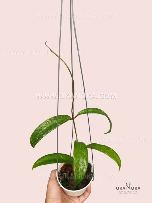 Hoya sp. Aceh Narrow Leaf Dragon Claw live plant with elongated narrow green leaves, glossy foliage, and long cascading vines growing from a hanging pot.