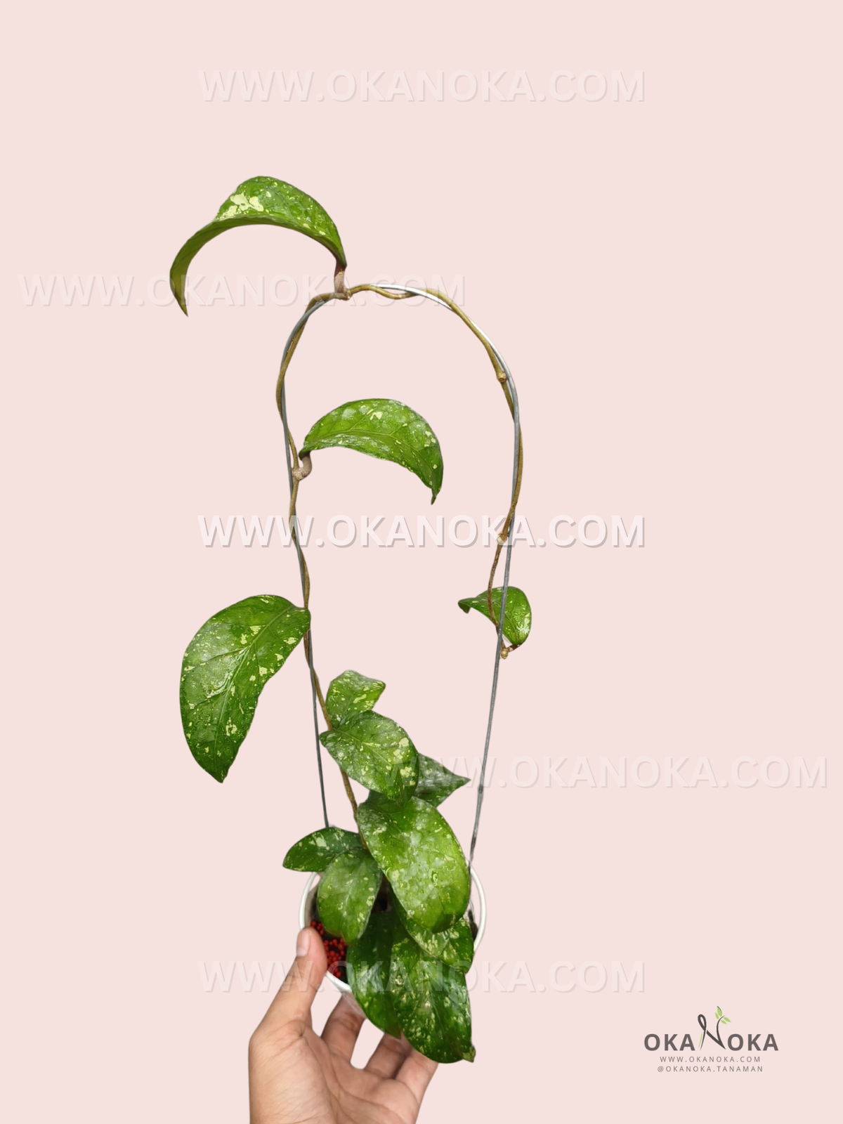 Hoya sp. Aceh Splash Dwarf live plant with glossy green leaves featuring natural splash patterns and long trailing vines arranged on a hanging support.
