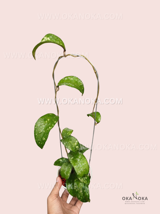 Hoya sp. Aceh Splash Dwarf live plant with glossy green leaves featuring natural splash patterns and long trailing vines arranged on a hanging support.