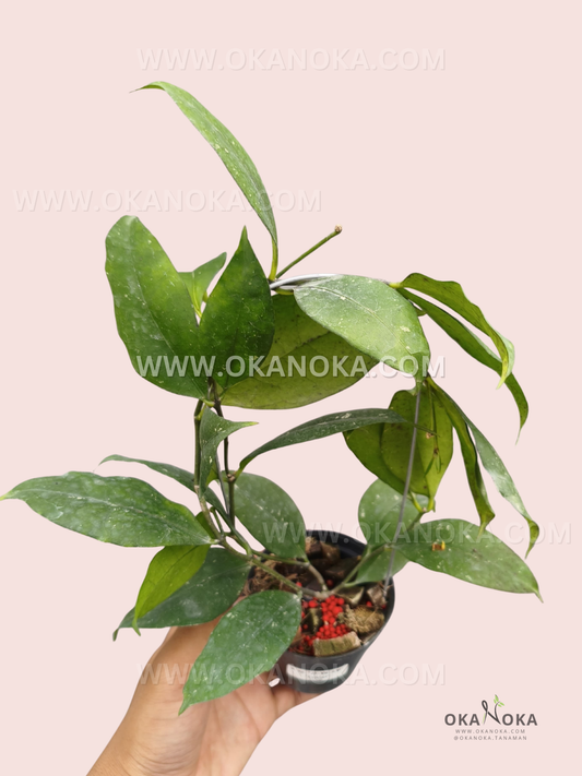 Hoya sp. Jatim JT-VN-416 Chocolate live plant with elongated textured green leaves, branching vines, and fresh growth displayed in a small black pot.