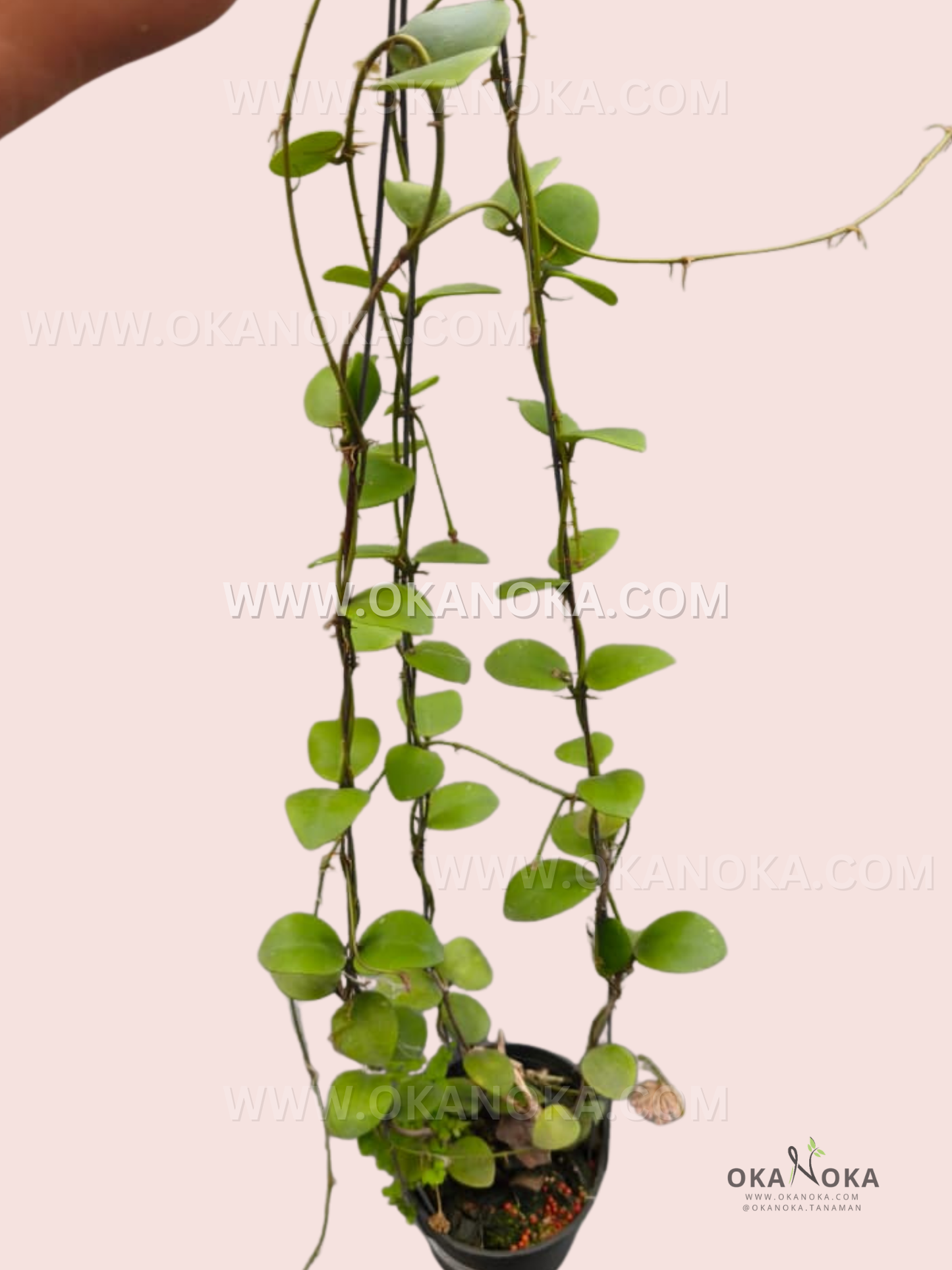 Close-up of glossy green leaves of Hoya sp. Mamasa VN-344 held in hand showing trailing vine structure.