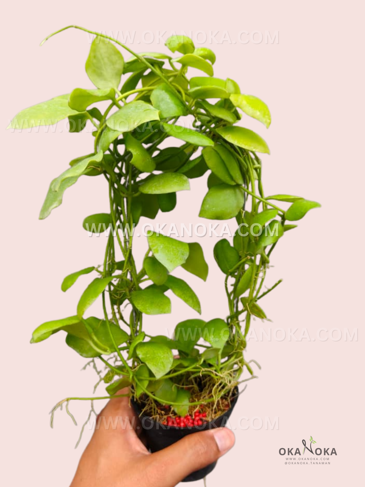 Close-up of Hoya sp. Pagar Alam PA-186 showing trailing glossy green leaves in a small black pot held by a hand, ideal for indoor tropical décor.