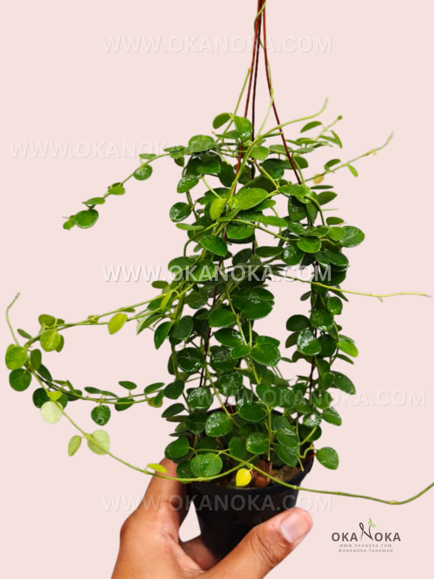 Hoya sp. aff. Parvifolia VN-383 potted live tropical climbing plant with glossy green leaves
