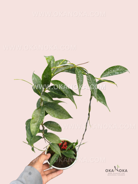 Hoya sp. Papua VN-893 live plant with elongated dark green lance-shaped leaves and graceful climbing vines growing from a small pot.