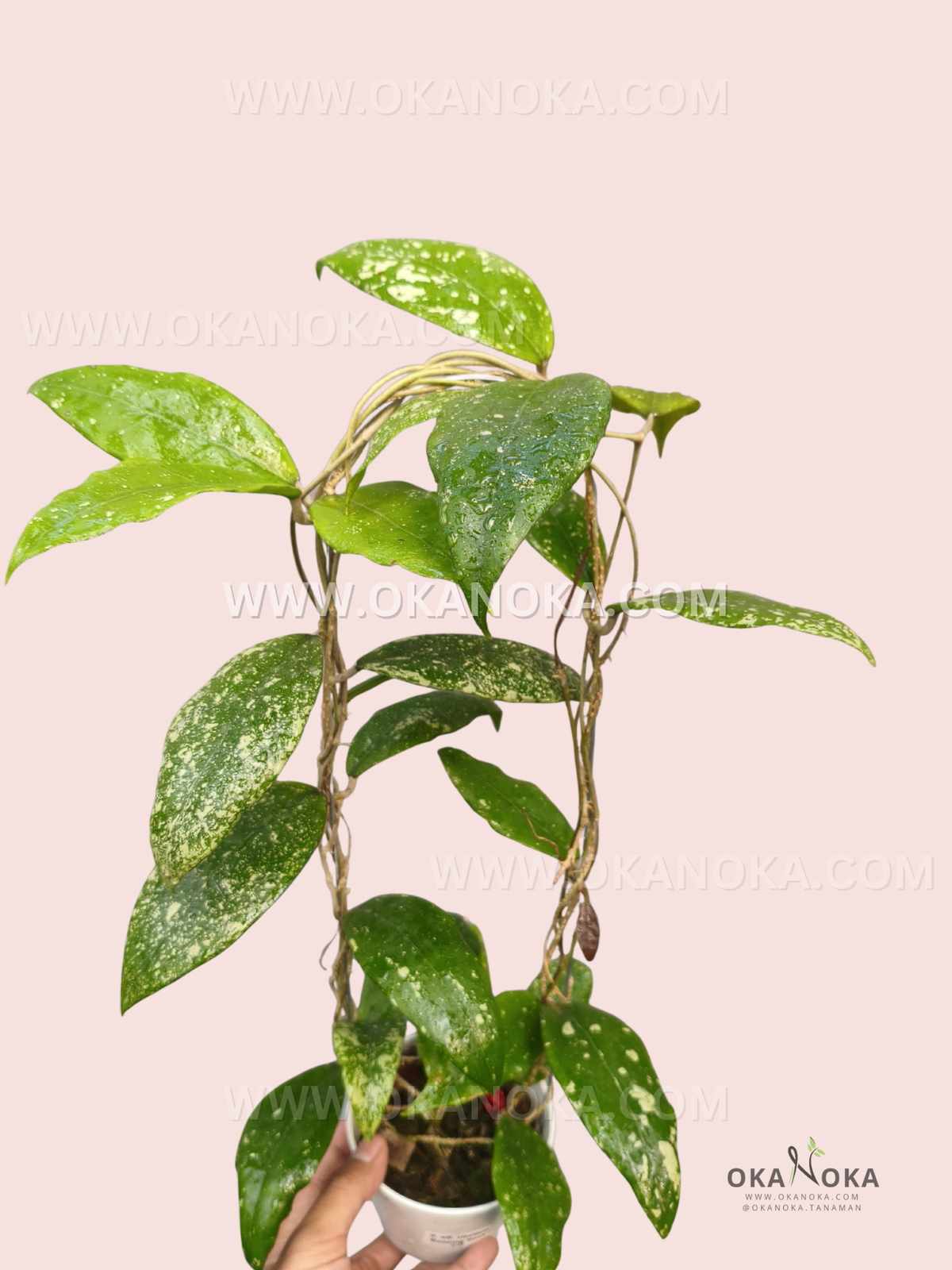 Hoya sp. aff. Vittelina Dancing Haze live plant with glossy green leaves covered in natural pale splash patterns and long trailing vines on a support.