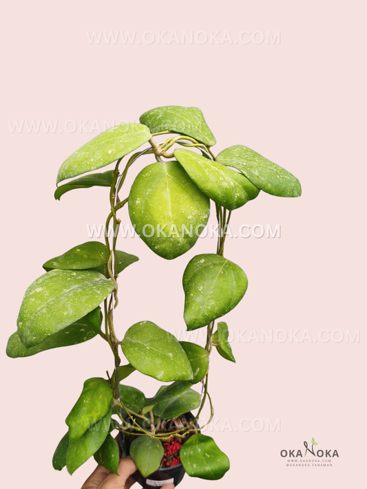 Hoya sp. Borneo VN-570 live plant with rounded green leaves and trailing vines in a black nursery pot