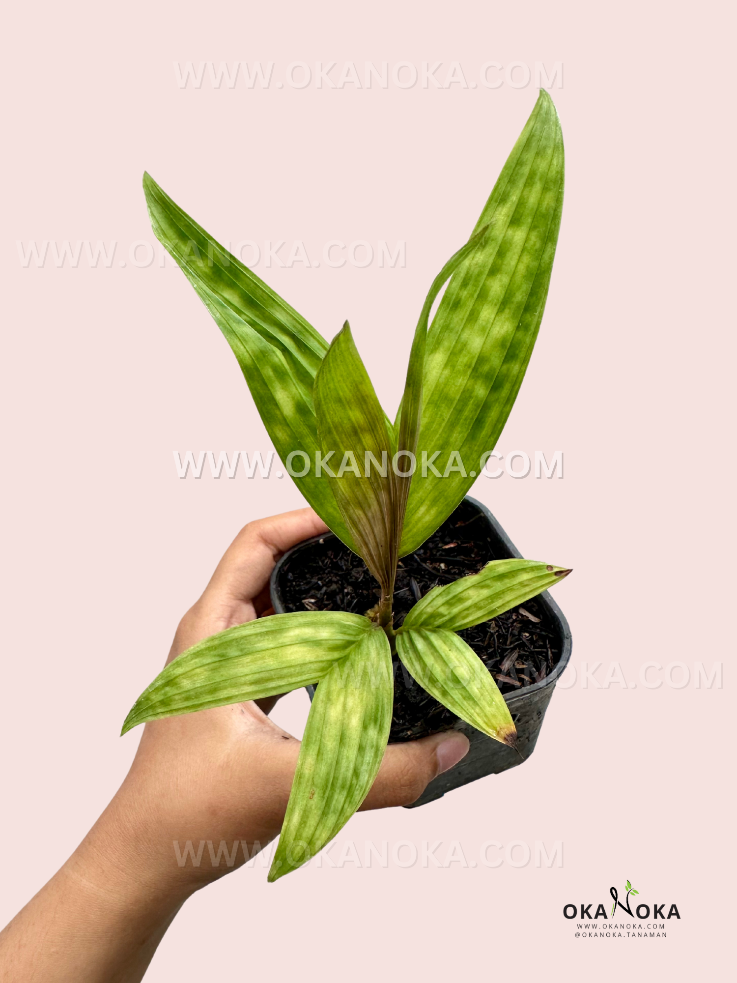 A beautiful Licuala Maculata plant with wide, fan-shaped leaves featuring unique spotted patterns.