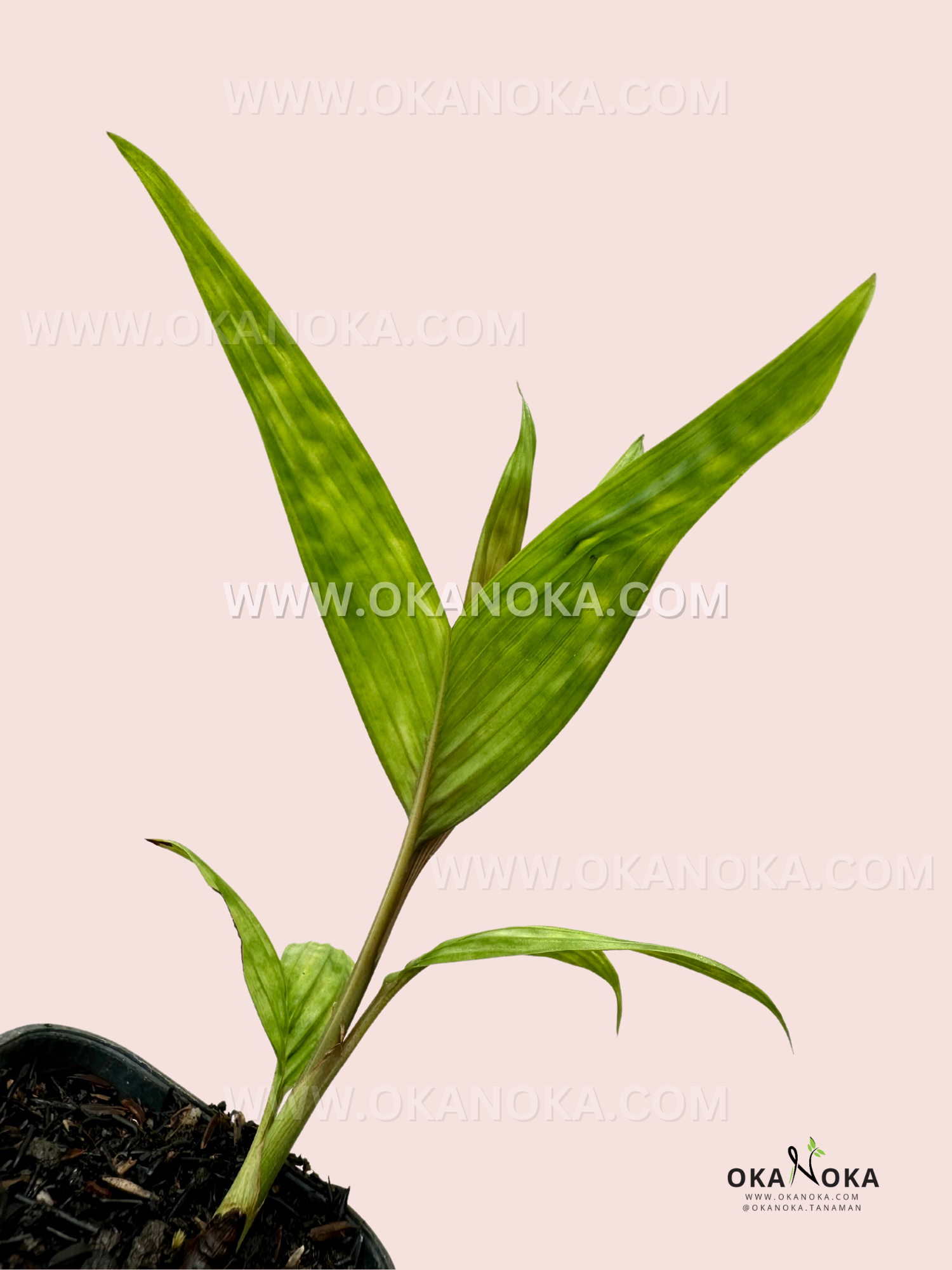 Back view of Licuala Maculata, highlighting its symmetrical, textured foliage with light green speckles.