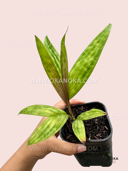 Licuala Maculata in a pot, showcasing its strikingly patterned leaves and tropical elegance.