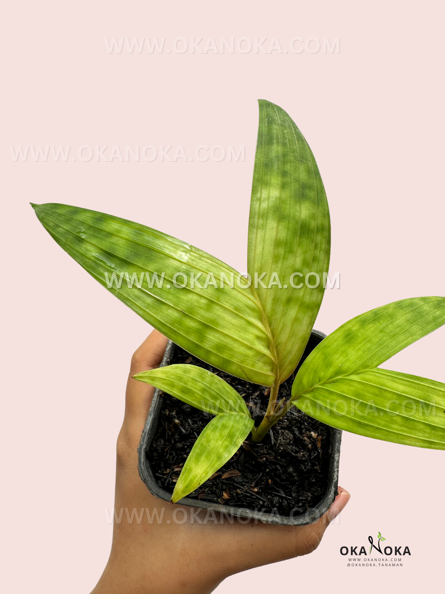 Top view of Licuala Maculata, highlighting its symmetrical, textured foliage with light green speckles.