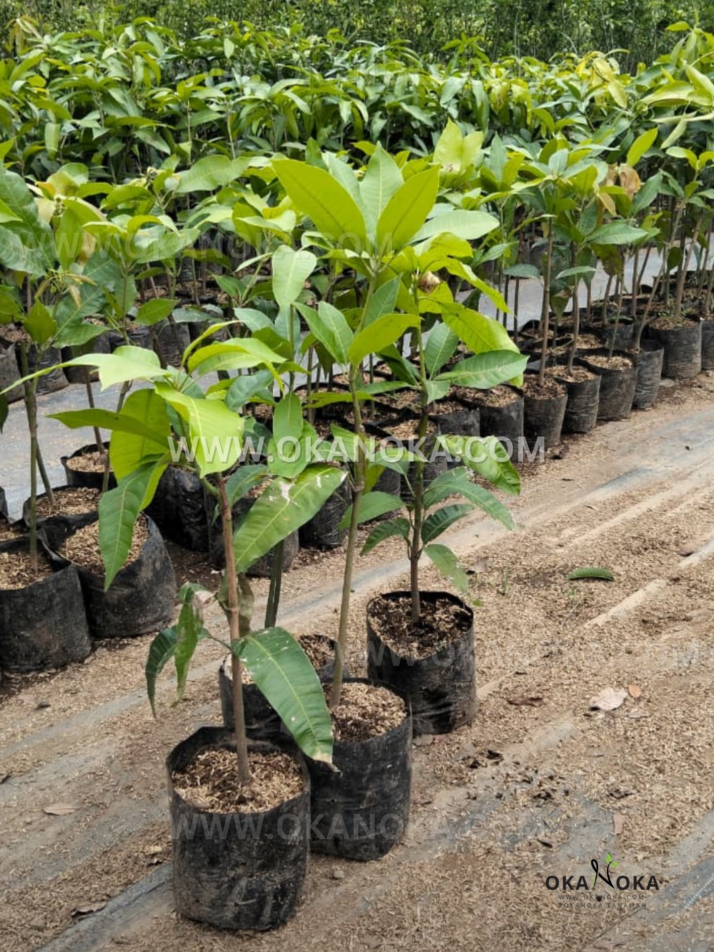 Rows of young Manalagi Yellow Mango fruit trees in black grow bags at a nursery, showing upright stems and glossy green leaves.