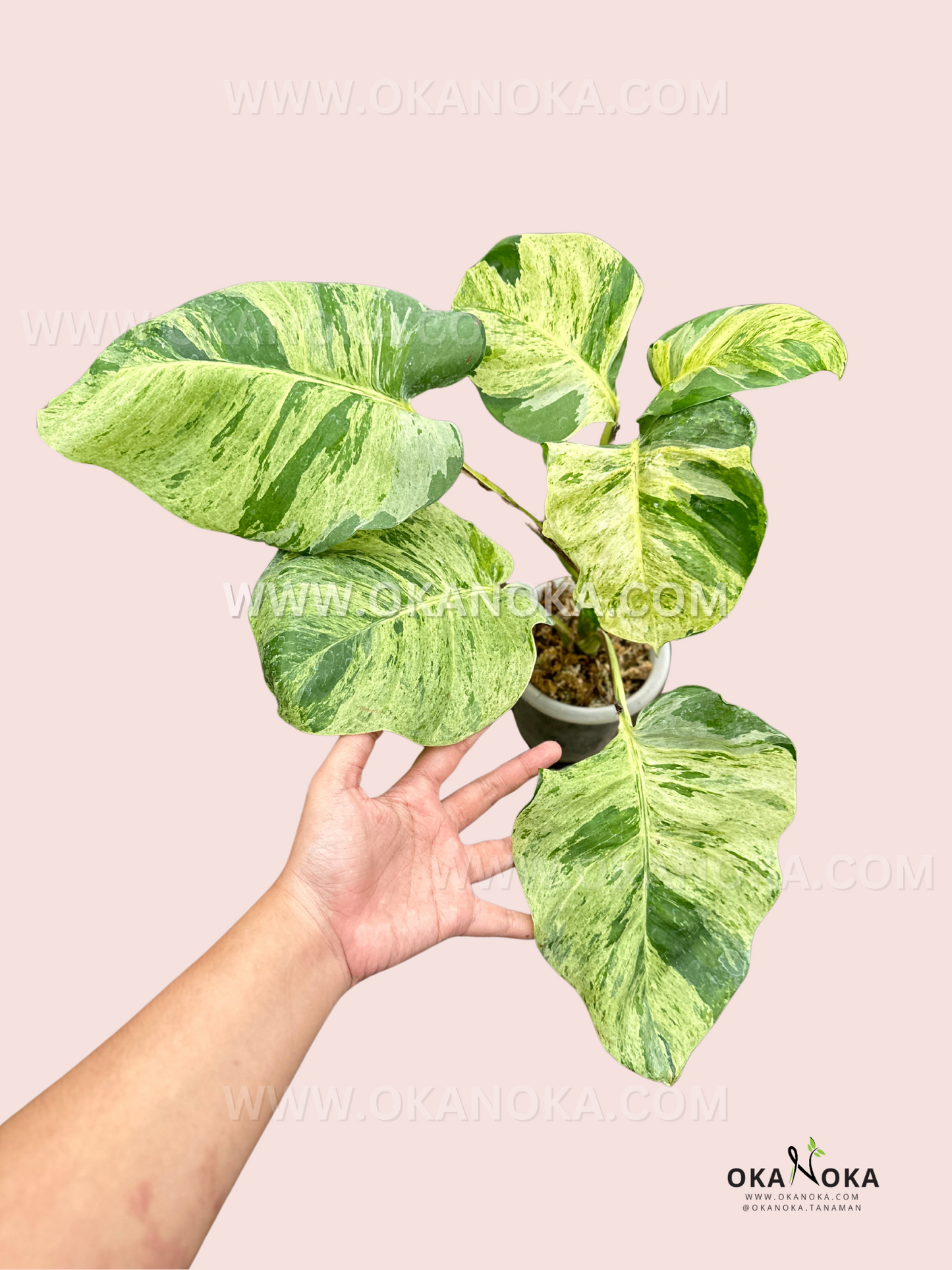 Manjula Pothos Large Size