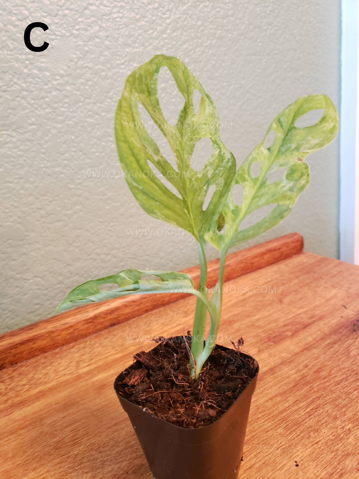 US SELLER - Monstera Adansonii Mint Variegated exact plant