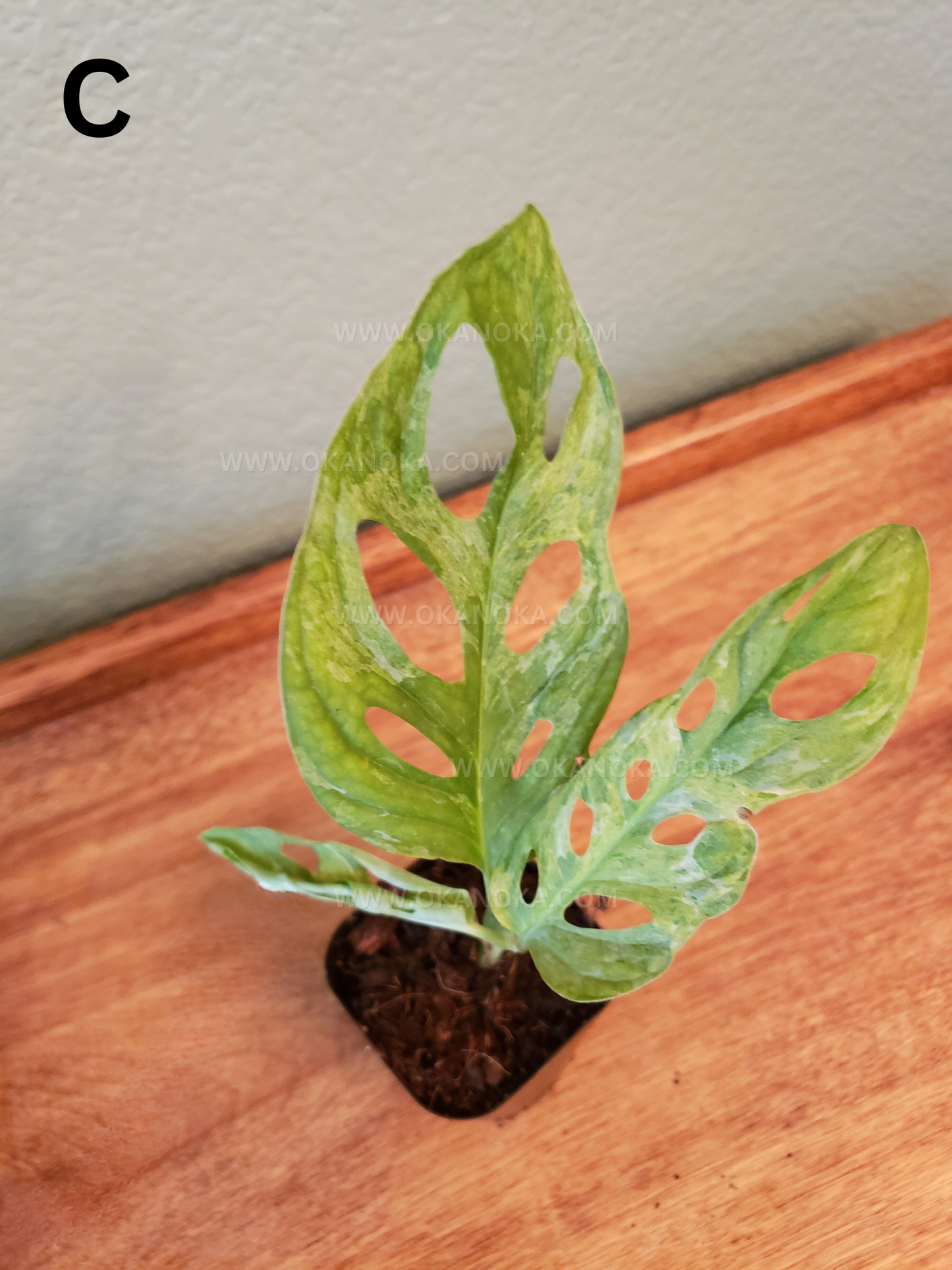 VENDEDOR DE EE. UU. - Monstera Adansonii Mint Variegated planta exacta