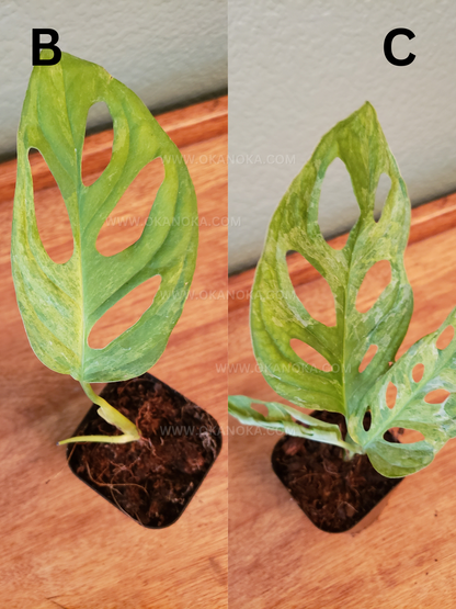 VENDEDOR DE EE. UU. - Monstera Adansonii Mint Variegated planta exacta