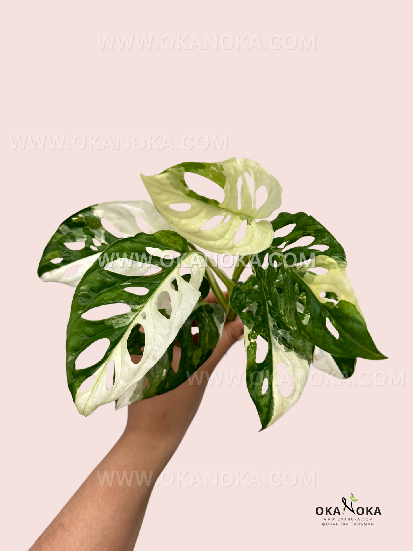 cuidados de la monstera adansonii Monstera Adansonii Tricolor – Okanoka