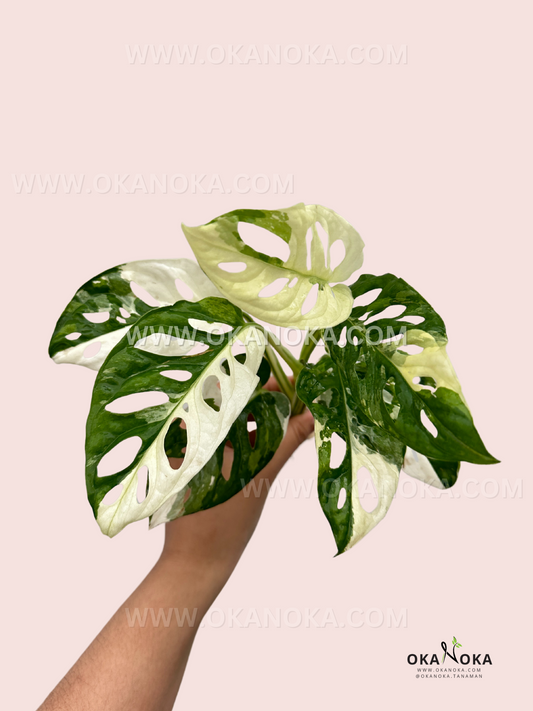 Monstera Adansonii Tricolor