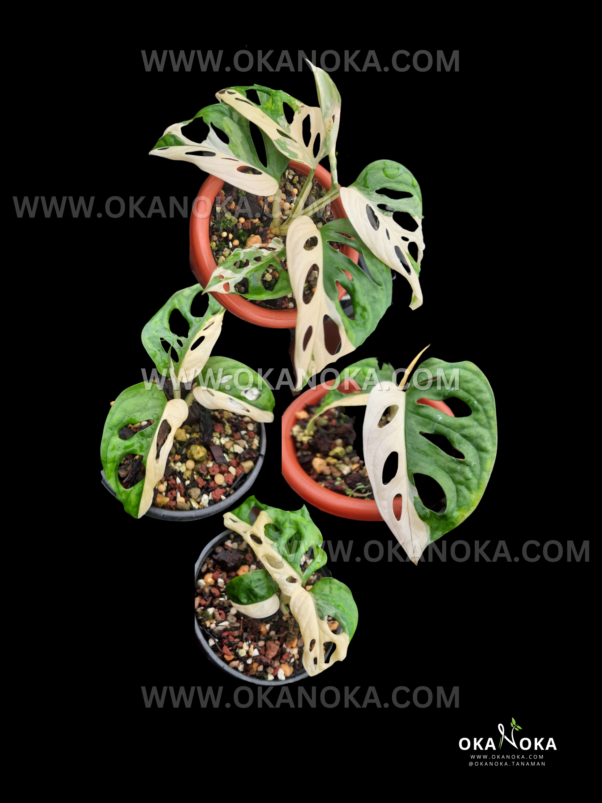 rare monstera adansonii Wholesale 30x Monstera Adansonii Variegated Japan – Okanoka