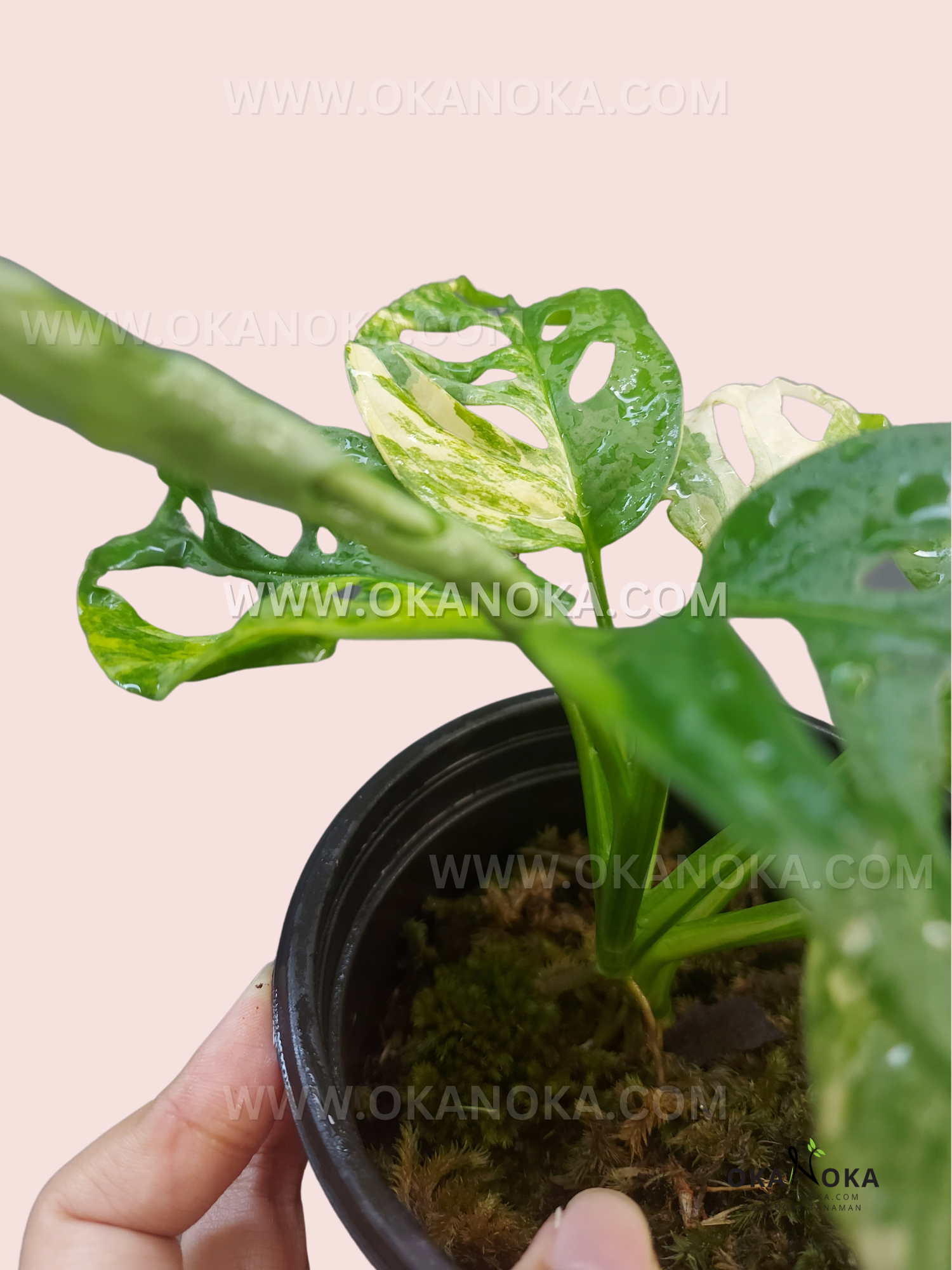 monstera adansonii hojas amarillas Monstera Adansonii Amarillo Abigarrado Japón – Okanoka