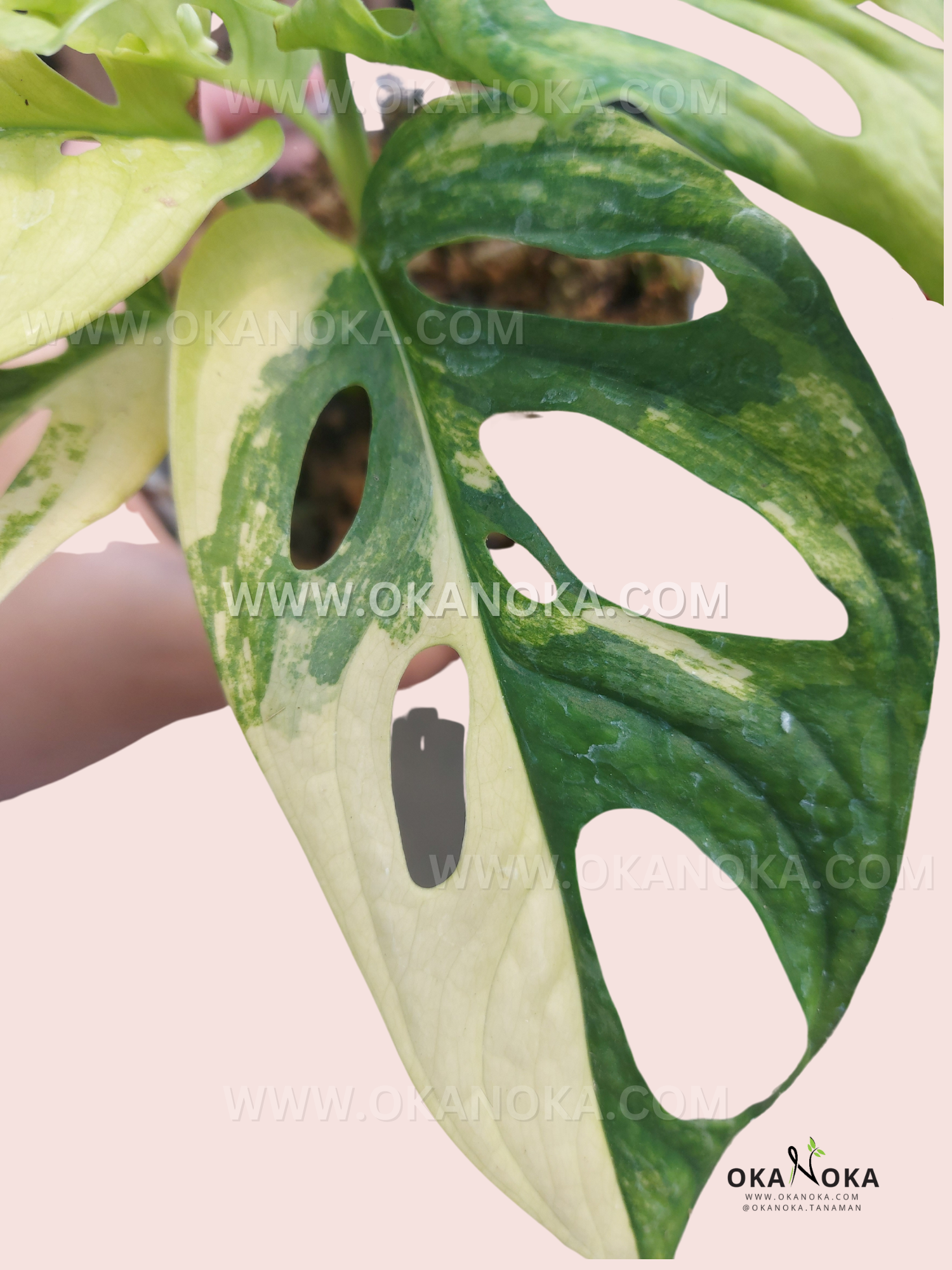 monstera adansonii hojas amarillas Monstera Adansonii Amarillo Abigarrado Japón – Okanoka