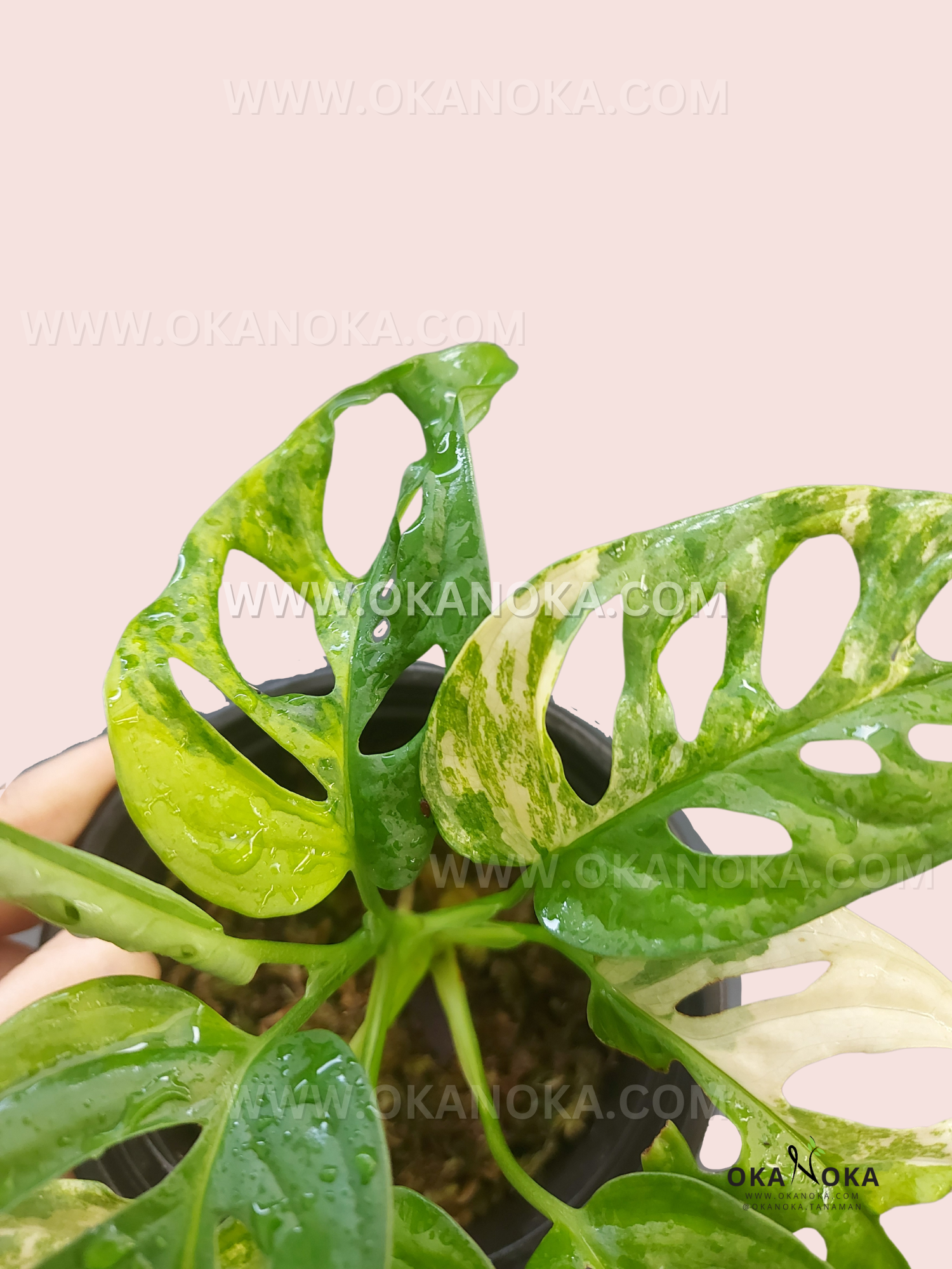yellow leaves monstera adansonii Monstera Adansonii Yellow Variegated Japan – Okanoka