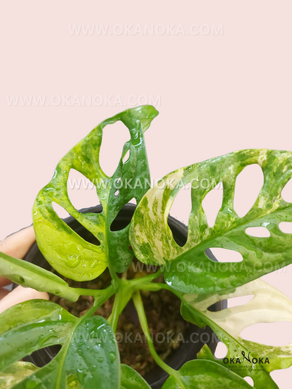 Monstera Adansonii Yellow Variegated Japan