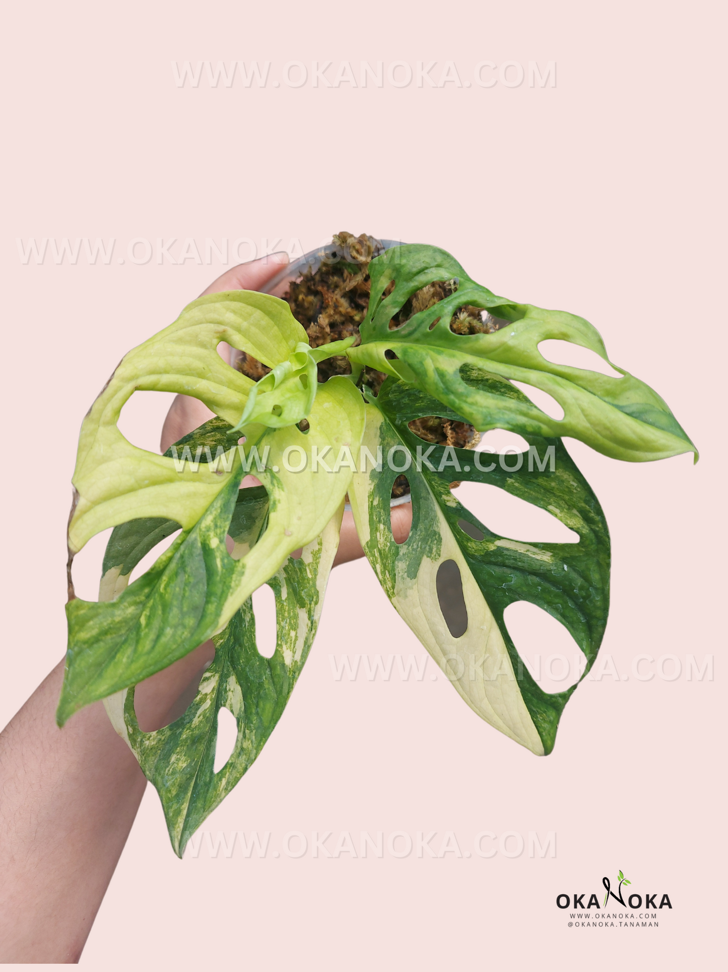 monstera adansonii yellow edges Monstera Adansonii Yellow Variegated Japan – Okanoka