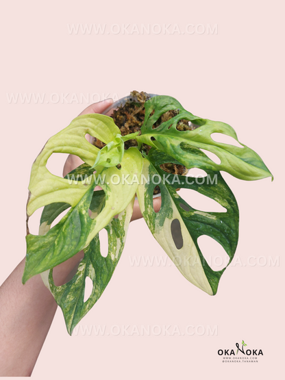 Monstera Adansonii Yellow Variegated Japan