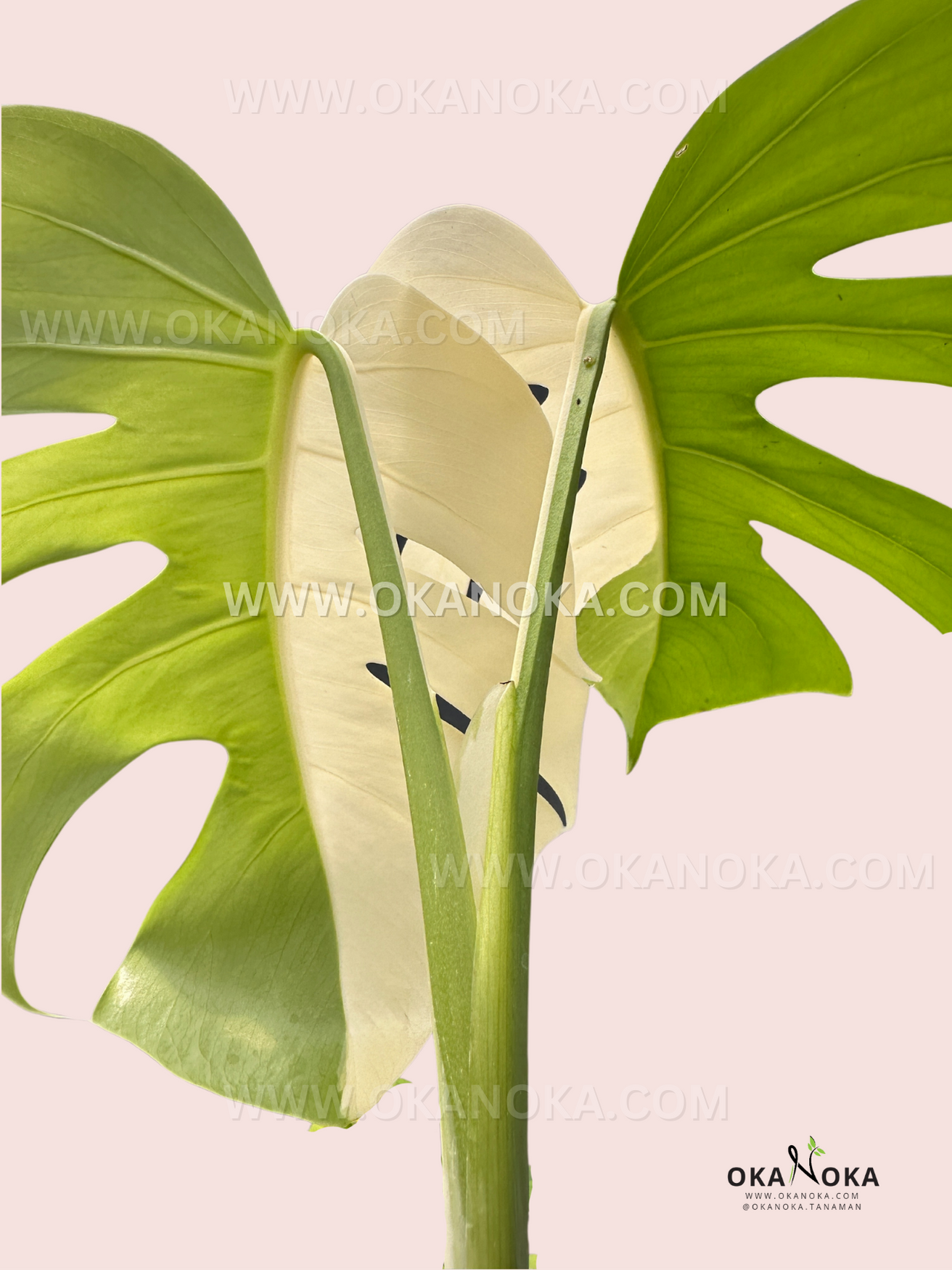 triffid monstera hybrid Monstera Deliciosa Halfmoon Variegated Fenestrated – Okanoka