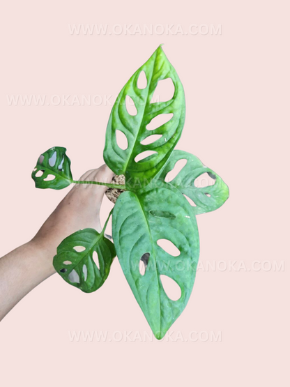 Monstera Lechleriana