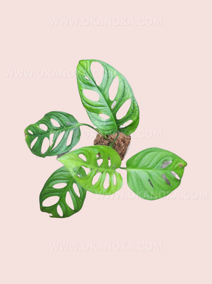 Monstera Lechleriana