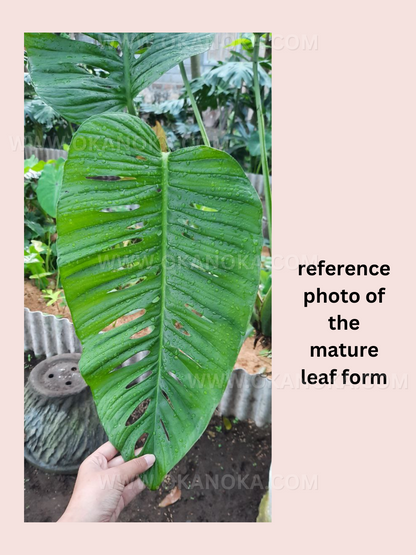 Monstera Lechleriana