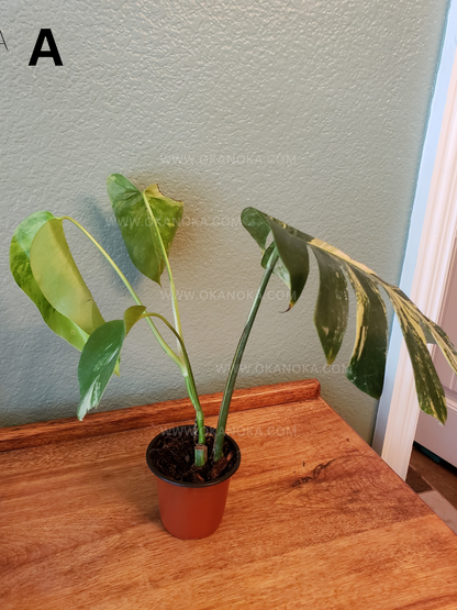 Monstera Marmorata