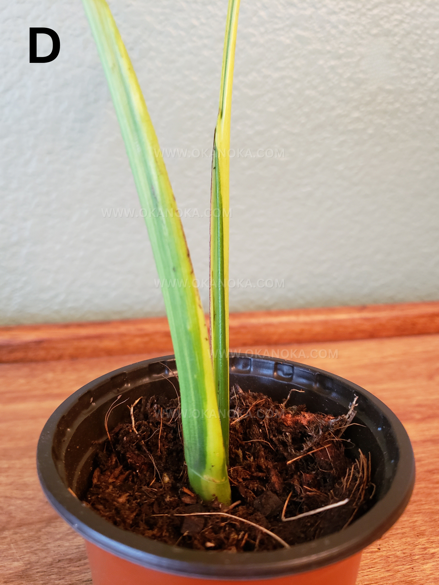 Monstera Marmorata