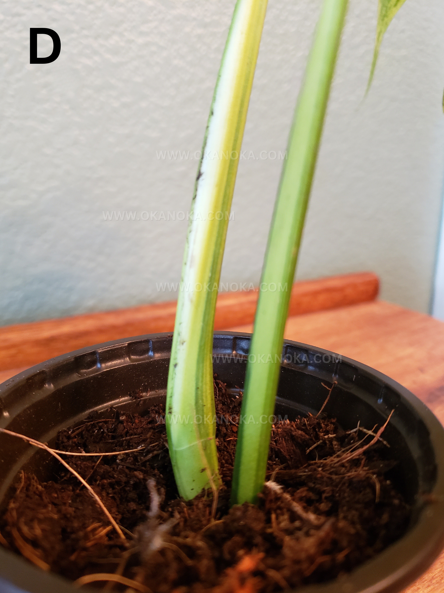 Monstera Marmorata