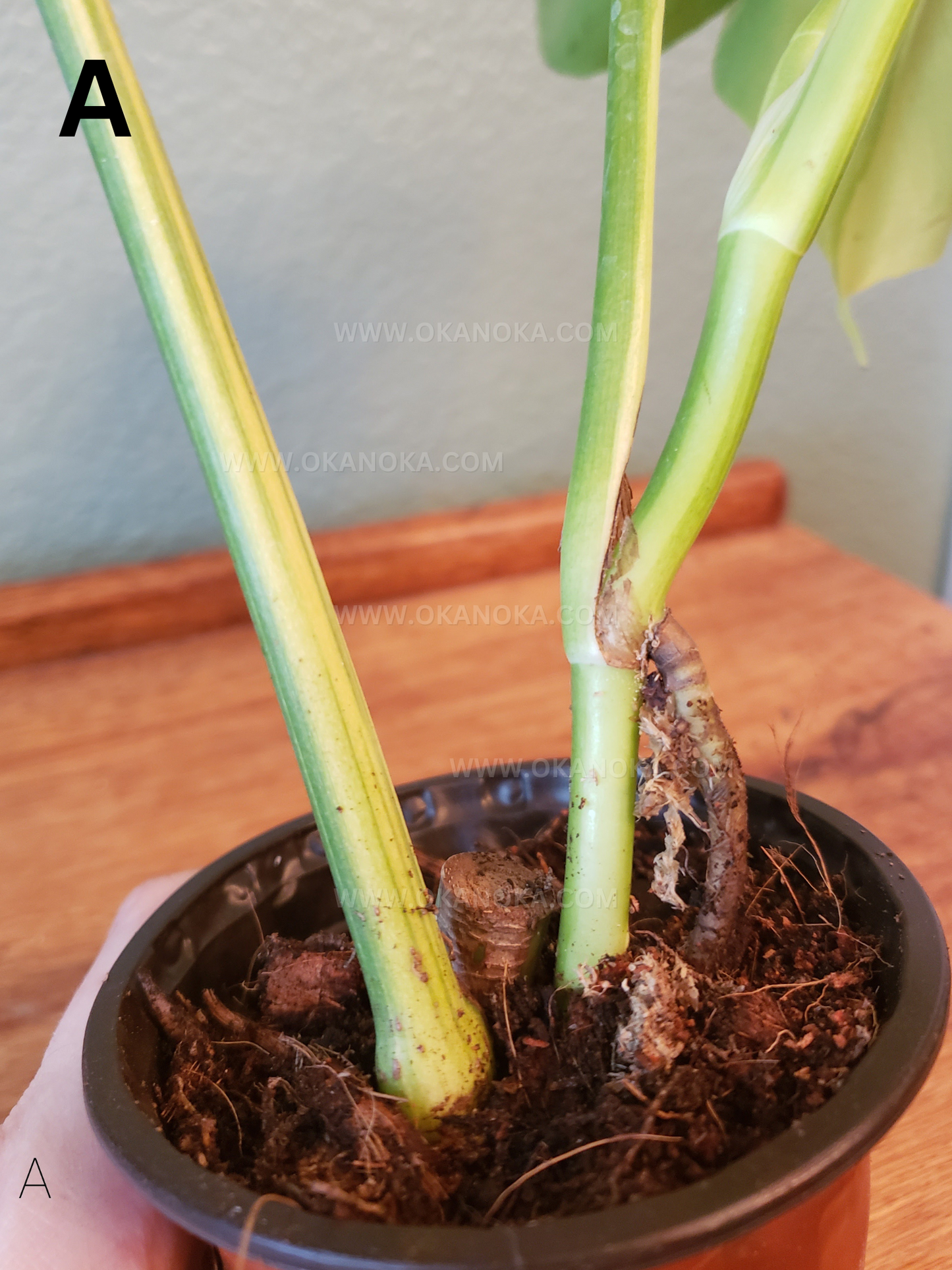 Monstera Marmorata