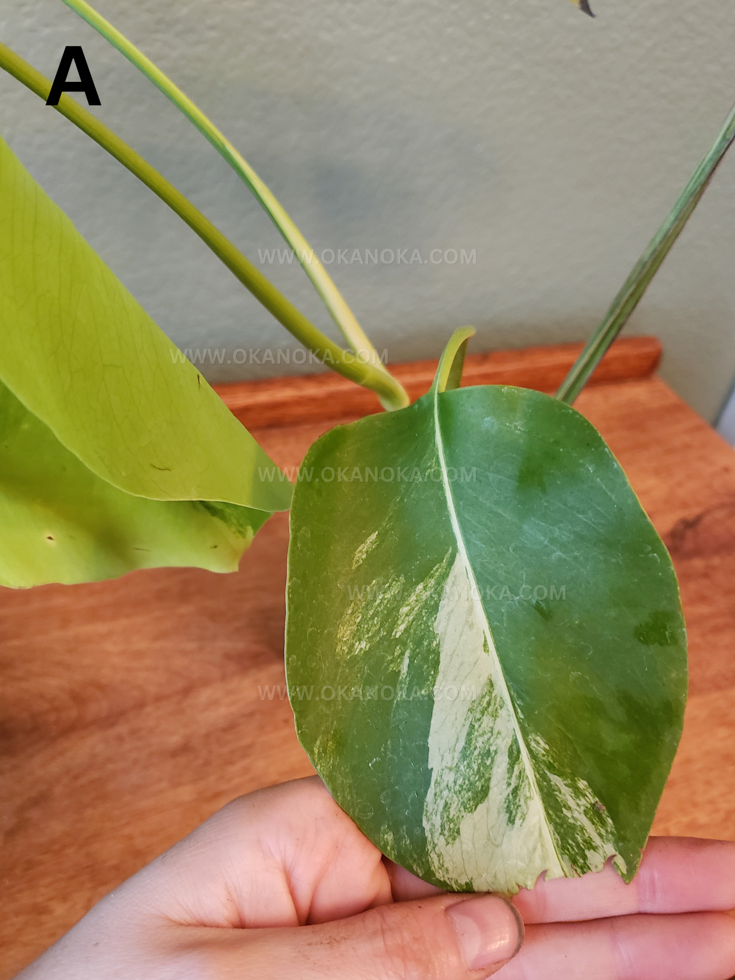 Monstera Marmorata