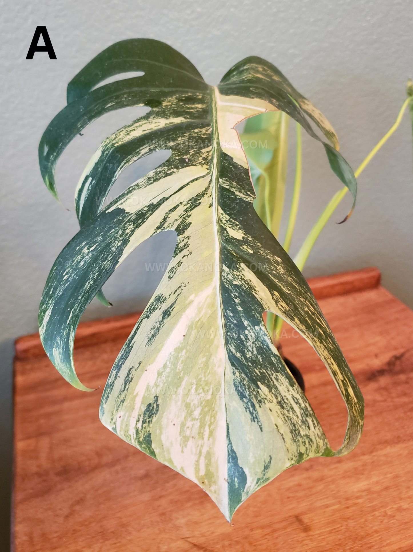 Monstera Marmorata